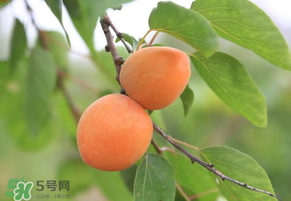 黃杏孕婦可以吃嗎？孕婦可以吃黃杏嗎？