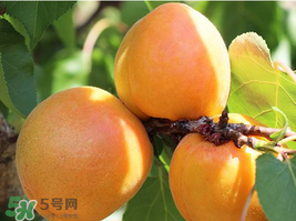 杏為什么不能多吃？杏為什么傷人?