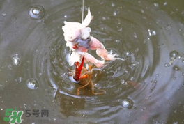 釣小龍蝦用什么餌？釣小龍蝦用什么誘餌最好？