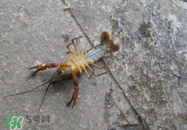 釣小龍蝦用什么餌？釣小龍蝦用什么誘餌最好？