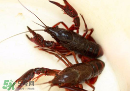 釣小龍蝦用什么餌？釣小龍蝦用什么誘餌最好？