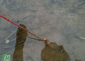 釣黃鱔用什么餌料？用什么釣黃鱔最好？