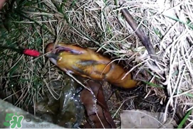 釣黃鱔用什么餌料？用什么釣黃鱔最好？