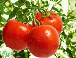 杏和西紅柿能一起吃嗎？杏子能和西紅柿一起吃嗎？