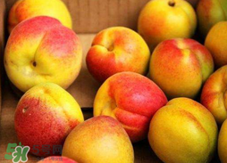 杏和蘋(píng)果可以一起吃嗎？杏子和蘋(píng)果可以一起吃嗎？