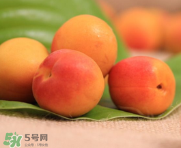 杏子可以空腹吃嗎？空腹能吃杏子嗎？