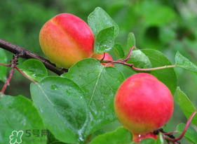 杏子可以空腹吃嗎？空腹能吃杏子嗎？