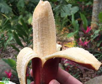 紅香蕉好吃嗎？紅香蕉味道怎么樣？
