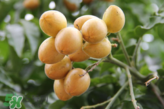 黃皮好吃嗎？黃皮是什么味道？