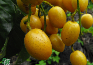 黃皮好吃嗎？黃皮是什么味道？