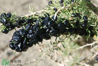 黑枸杞真假怎么辨別？黑枸杞真假辨別的方法