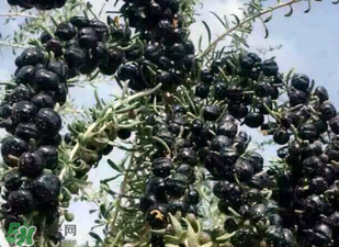 黑枸杞真假怎么辨別？黑枸杞真假辨別的方法