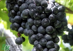 山葡萄根一斤多少錢？山葡萄根功效與作用