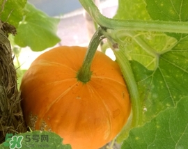 太陽果多少錢一斤？太陽果的價格