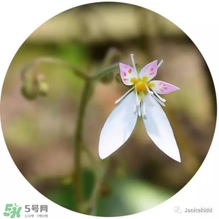 lululun plus面膜怎么樣？lululun plus面膜哪款好