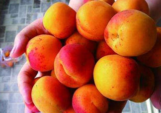 杏和荔枝能一起吃嗎？杏和荔枝一起吃會(huì)中毒嗎？