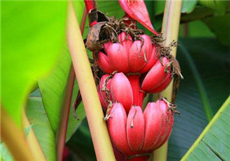 紅香蕉好吃嗎？紅香蕉味道怎么樣？