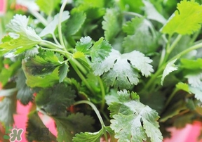 香菜是回奶的嗎？香菜是回奶還是下奶