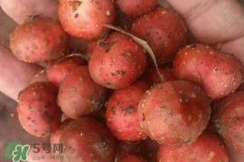 野地瓜賣多少錢一斤？野地瓜的功效與作用