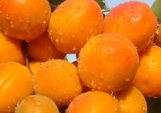 杏和榴蓮能一起吃嗎？榴蓮和杏能一起吃嗎？