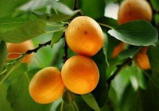 杏子可以空腹吃嗎？空腹能吃杏子嗎？