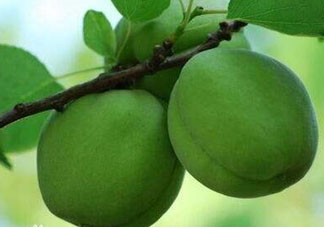 青杏怎么吃？青杏怎么做好吃？