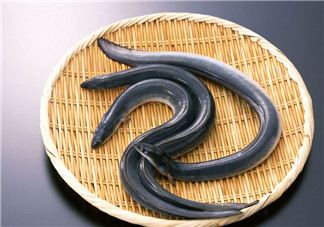 釣黃鱔用什么餌料？用什么釣黃鱔最好？