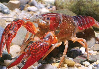 釣龍蝦用什么肉？釣龍蝦用什么肉是最厲害的？