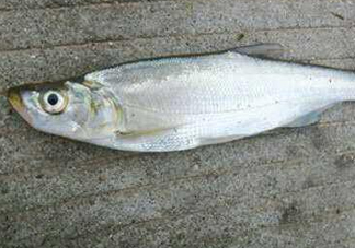 翹嘴魚怎么做好吃？翹嘴魚的做法