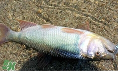 馬口魚怎么吃？馬口魚怎么做好吃？