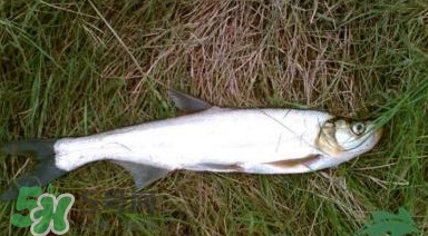 翹嘴魚多少錢一斤2017？翹嘴魚價格