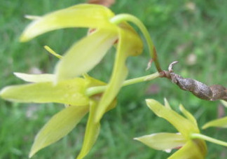 石斛花什么時(shí)候采摘？石斛花泡水喝有什么功效