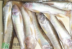 馬口魚怎么吃？馬口魚怎么做好吃？