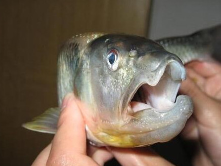 釣馬口魚用什么餌料？釣馬口魚用什么打窩？