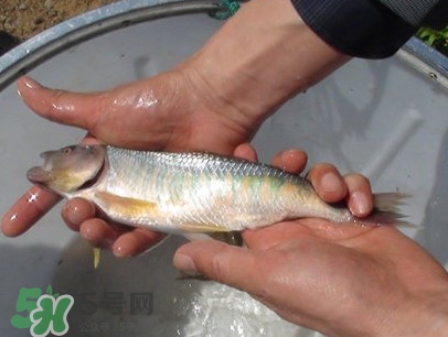 馬口魚喜歡吃什么？馬口魚一般生長在什么地方