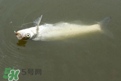 翹嘴魚(yú)怎么做好吃？翹嘴魚(yú)的做法