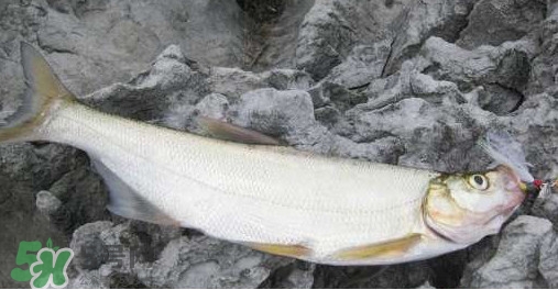 翹嘴魚是什么魚？翹嘴魚是淡水魚嗎