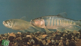 馬口魚(yú)是海魚(yú)嗎？馬口魚(yú)是什么魚(yú)