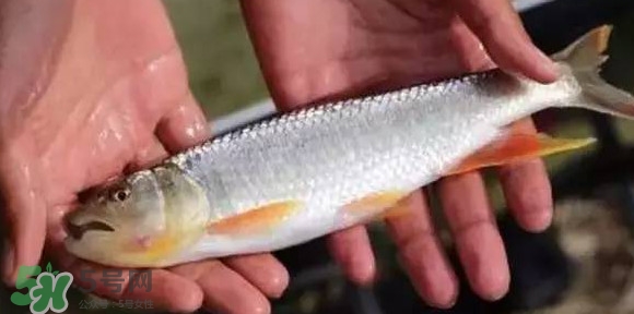 馬口魚能長多大？馬口魚最大能長多長？