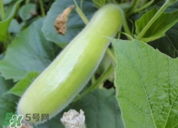 瓠子怎么挑選?瓠子怎么選購? 瓠子怎么挑選?瓠子怎么選購?