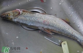 翹殼是什么魚？翹殼魚多少錢一斤2017？