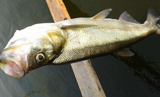 翹嘴魚是白條嗎？翹嘴魚和白條的區(qū)別