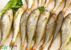 小黃魚長(zhǎng)大后會(huì)不會(huì)變成大黃魚？