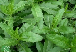 刺兒菜是蒲公英嗎？刺兒菜和蒲公英的區(qū)別