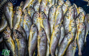 小黃魚(yú)多少錢一斤？野生小黃魚(yú)多少錢一斤？