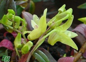 鐵皮石斛花多少錢一斤2017？石斛花多少錢一斤