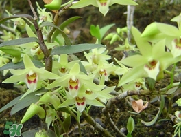 鐵皮石斛怎么養(yǎng)？鐵皮石斛盆栽種植方法