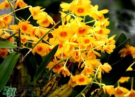 石斛花什么時(shí)候采摘？石斛花泡水喝有什么功效