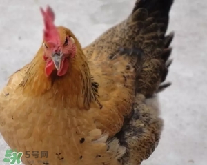 母雞是什么牌子？無印良品為什么叫母雞？