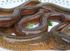 鱔魚可以養(yǎng)多久？鱔魚怎么養(yǎng)？